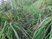MONTE GIOCO (1366 m) da Spettino Alto di S. Pellegrino Terme il 19 settembre 2025 - FOTOGALLERY